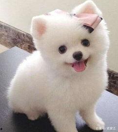 博美可以吃洋瓜吗视频,揭秘洋瓜的适宜性