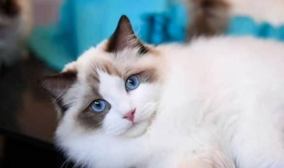 布偶猫吃瓜视频大全,萌态百出，笑料连连！