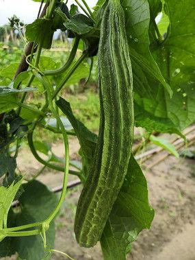 中国人到处吃瓜视频大全,中国网友镜头下的世界百态