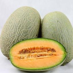 金星吃哈密瓜视频大全集,趣味横生的美食短视频集锦