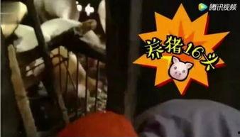 吃猪瓜视频播放,揭秘热门视频背后的播放奇迹