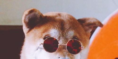 狗哥吃瓜事件视频播放,网络热议背后的真相揭秘