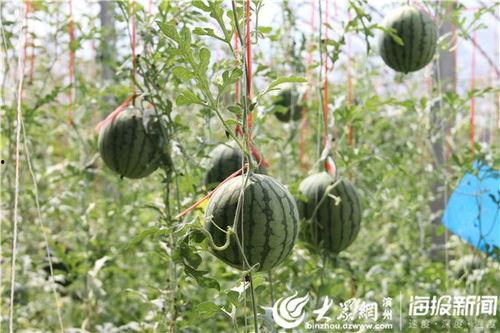 韩城吃瓜新事件视频下载,视频下载揭秘幕后真相