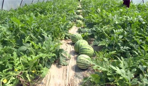 南昌最近吃瓜事件视频,揭秘网络热议背后的真相