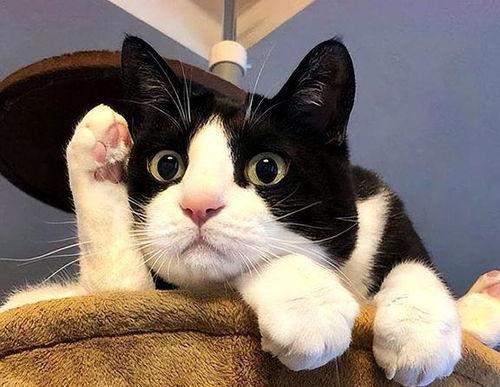 奶牛猫吃瓜视频,萌态十足，带你领略宠物界的欢乐时光