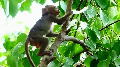 猴子上树吃瓜视频播放在线观看,趣味视频带你领略动物世界