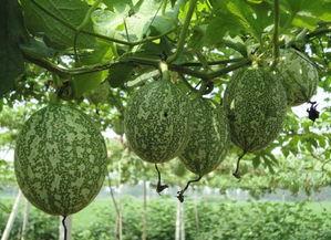 不喜欢吃吊瓜怎么办呢视频,不喜欢吃吊瓜的解决方案