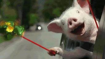 吃瓜的逗比视频,带你笑翻视频世界