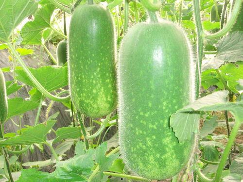 大汉吃瓜现场视频大全,视频大全揭秘娱乐圈幕后风云