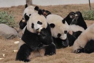 吃瓜熊猫人视频游戏,探索奇幻游戏世界的欢乐冒险之旅