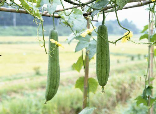 夏天来啦吃瓜视频,瓜果飘香——跟随“夏天来啦吃瓜”视频感受清凉一夏