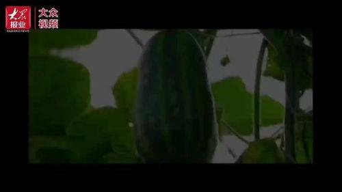 都在哪儿可以看吃瓜视频,揭秘“都在哪儿”吃瓜视频聚集地