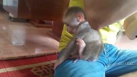 尼加拉瓜人吃小猴子视频,揭秘小猴子在餐桌上的神秘地位