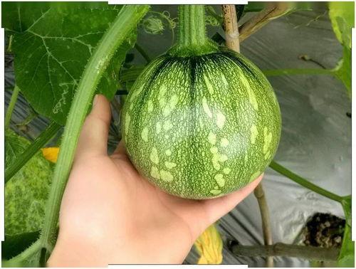 贵州道教吃瓜视频,揭秘古老信仰与现代生活的交融