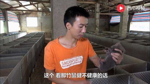 艺哥新闻吃瓜视频,揭秘吃瓜视频背后的娱乐真相