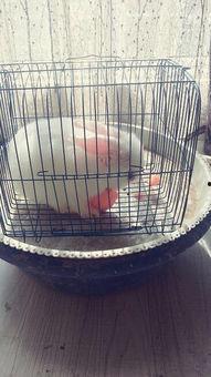 兔子吃小瓜视频播放,萌宠美食瞬间引网友热议