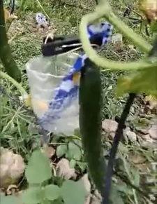 利川吃瓜事件视频真实,一场网络狂欢背后的真相与反思