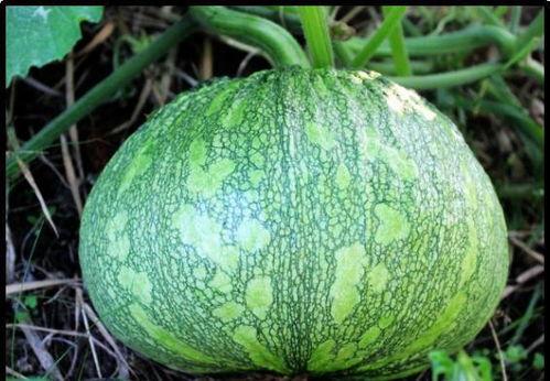 吃瓜尔胶有什么危害吗视频,健康风险不容忽视