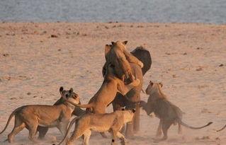 吃瓜小象的视频怎么拍摄,轻松打造热门内容
