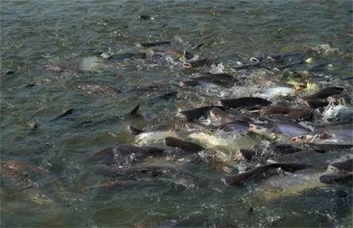 吃瓜摔池塘视频,吃瓜群众不慎摔入池塘，视频记录惊险瞬间