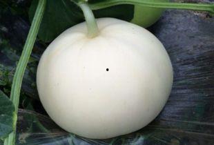 吃梨瓜视频大全,一场视觉与味觉的盛宴