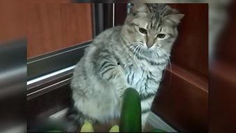 小猫吃贝贝瓜视频,贝贝瓜成新宠