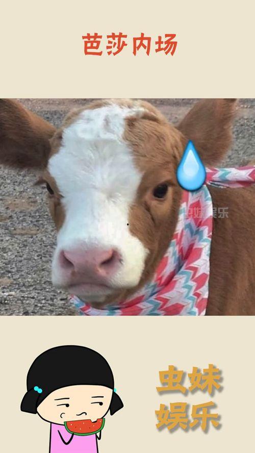 抖音小羊没烦恼吃瓜视频,揭秘吃瓜界的欢乐时光