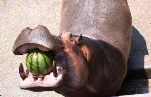 河马吃瓜被砸视频大全,趣味瞬间引发网友热议