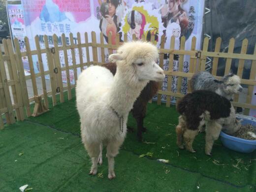 羊驼吃瓜被脱毛视频播放,视频播放引发网友热议