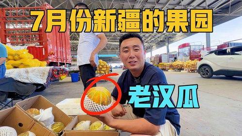 去新疆吃老汉瓜视频大全,老汉瓜美食视频大盘点