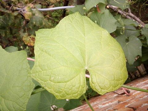 老外吃佛手瓜叶子视频,老外尝试烹饪佛手瓜叶子的独特风味
