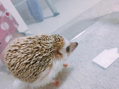 偷瓜吃的刺猬是谁啊视频,视频揭秘偷瓜者真实身份