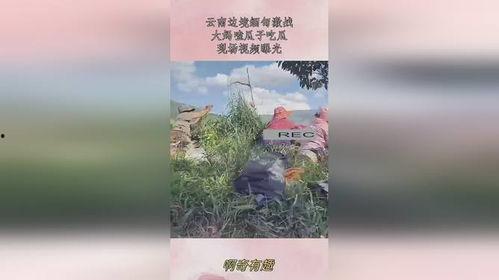 缅甸吃瓜大妈是谁视频,揭秘网络红人的魅力与影响力