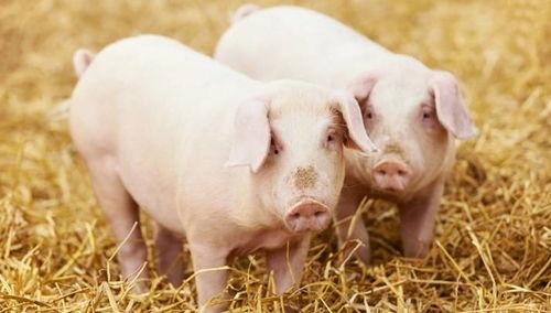 农村猪吃大瓜视频,大瓜盛宴引围观