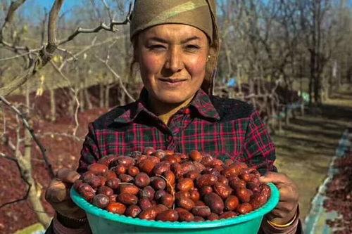 新疆大爷给枣瓜吃视频,传统美德映照民族团结之光